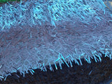 Royal Blue Long Black Long Teardrop Sequins on Black Mesh by Yard